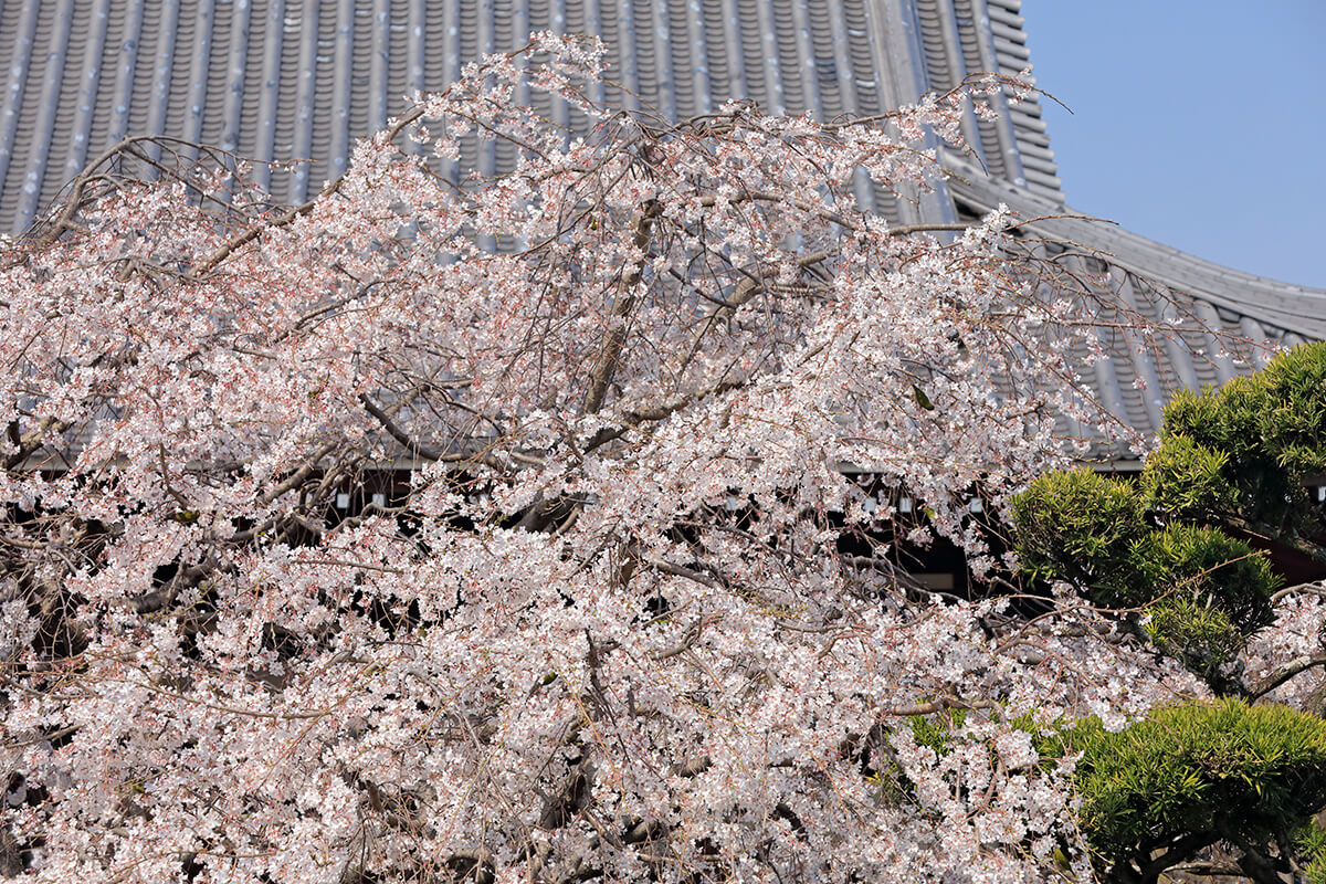 山門の枝垂れ桜が年々大きくなっています。
