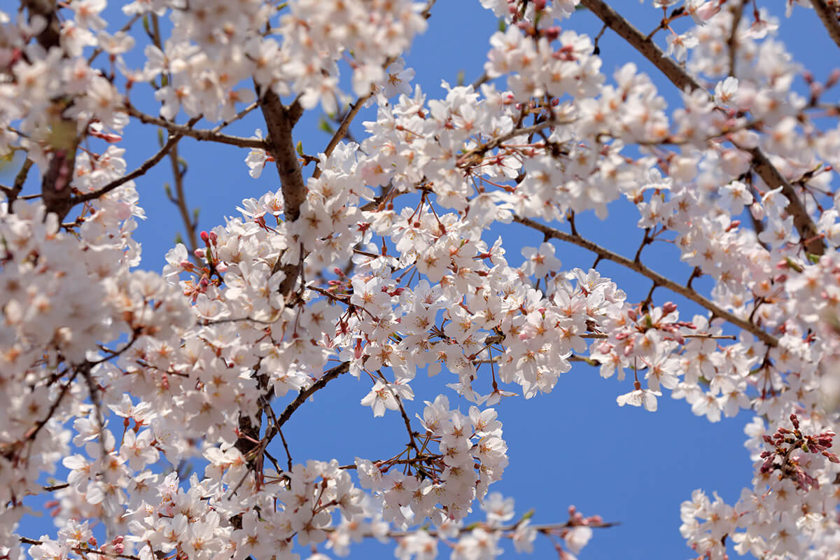 枝垂れ桜は、ソメイヨシノより少し早い時期に満開になります。