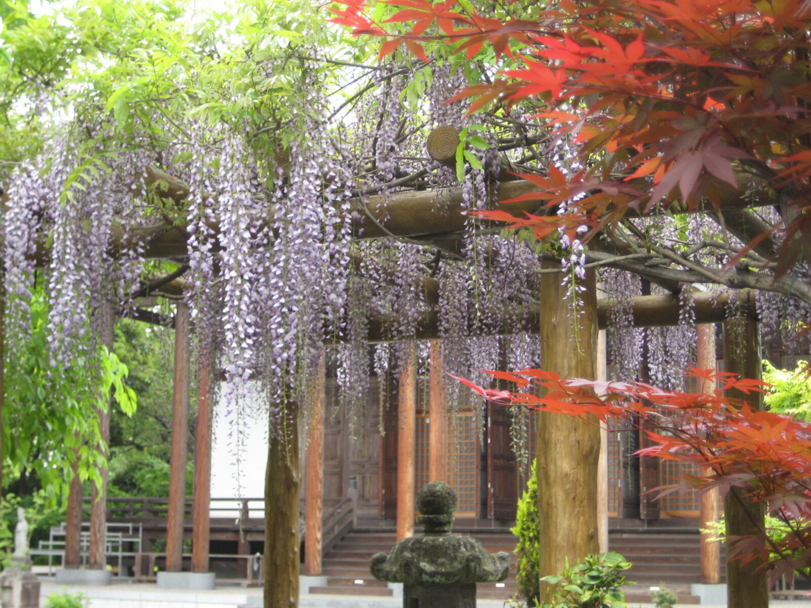藤の花