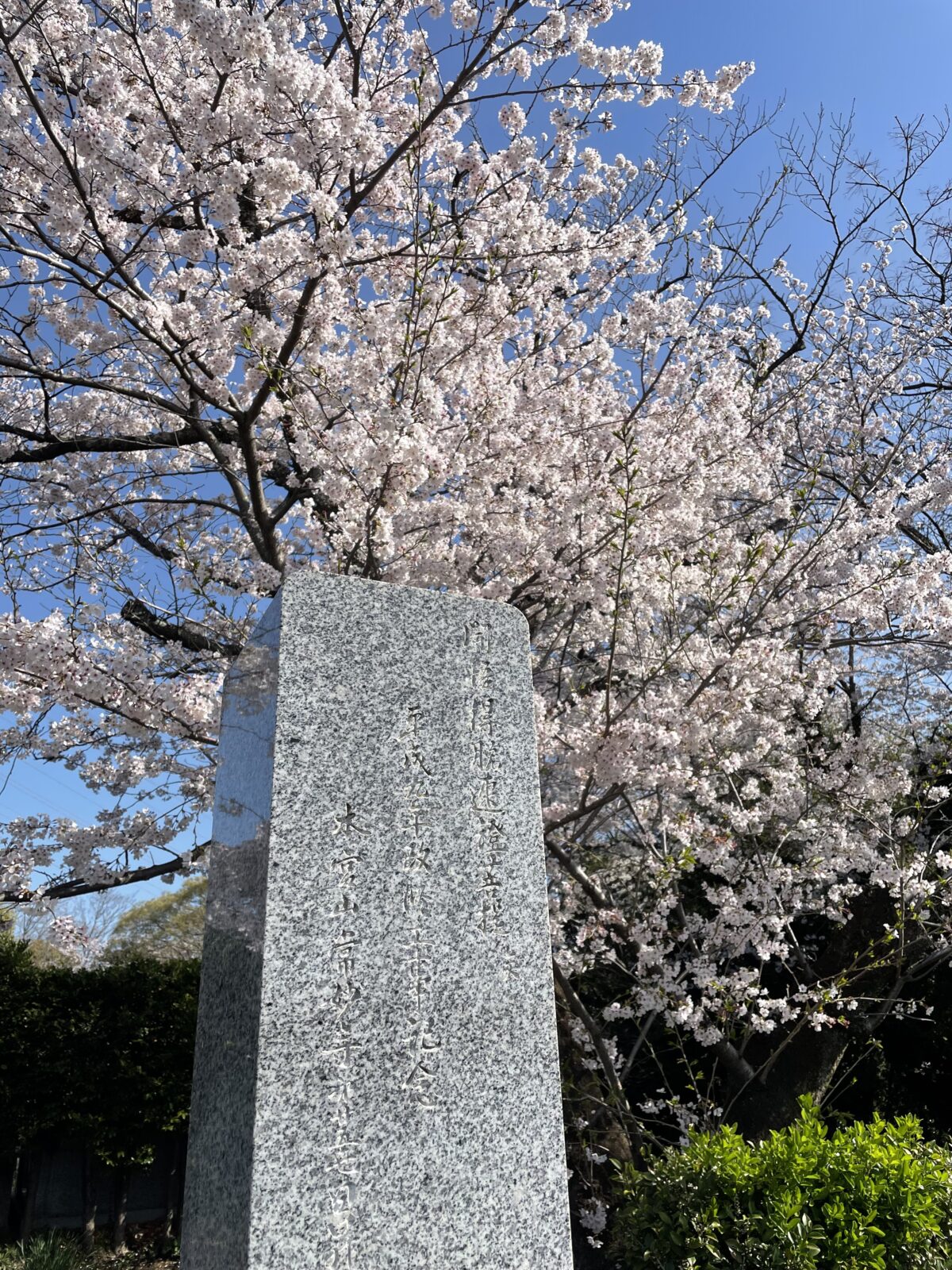 常妙寺上野墓苑の桜
