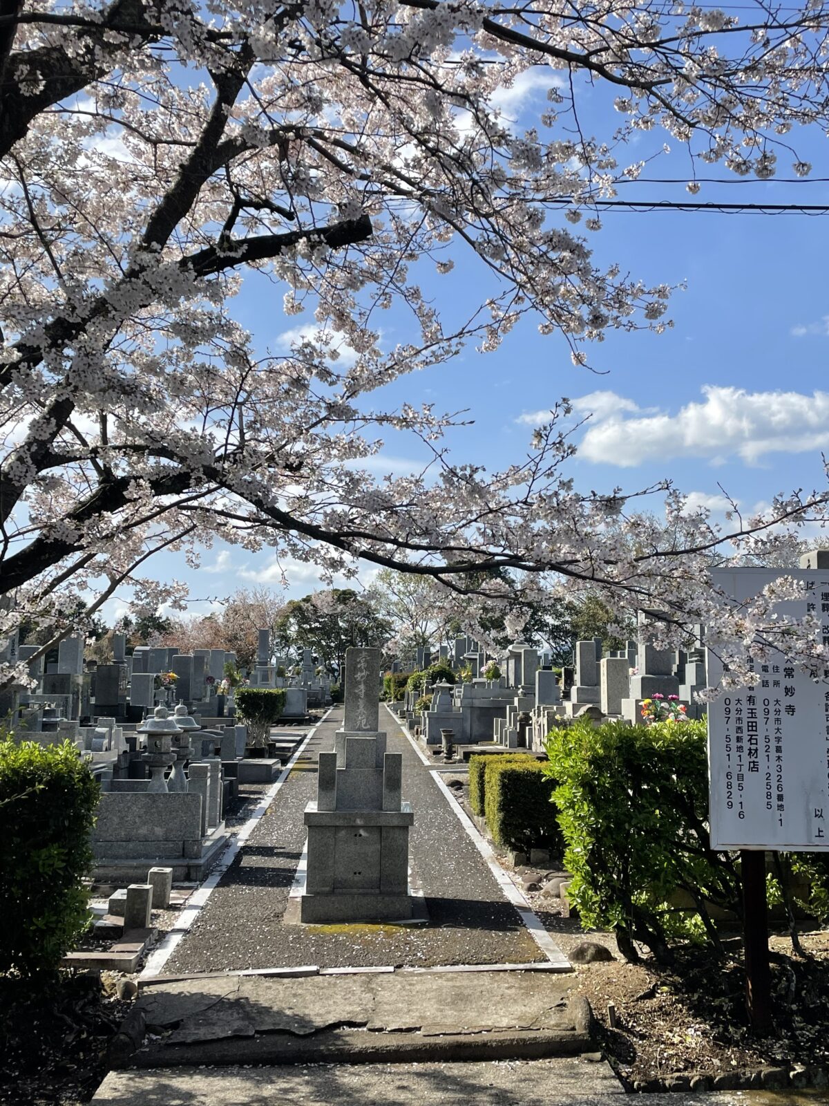 こちらは、常妙寺上野墓苑の桜。昔からの大分市の桜の名所の一つです。